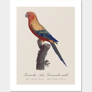Sun Parakeet or Sun Conure / Perruche Ara, Guarouba male - Jacques Barraband 19th century Illustration Posters and Art
